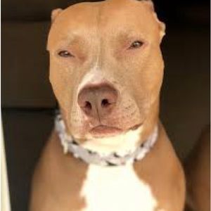 Meet your Posher, Jack